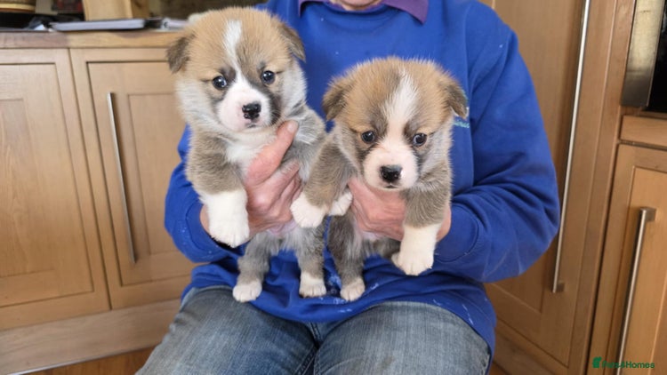 Welsh Corgi Pembroke dogs CORGI PUPPIES , PEMBROKESHIRE - Advert 3