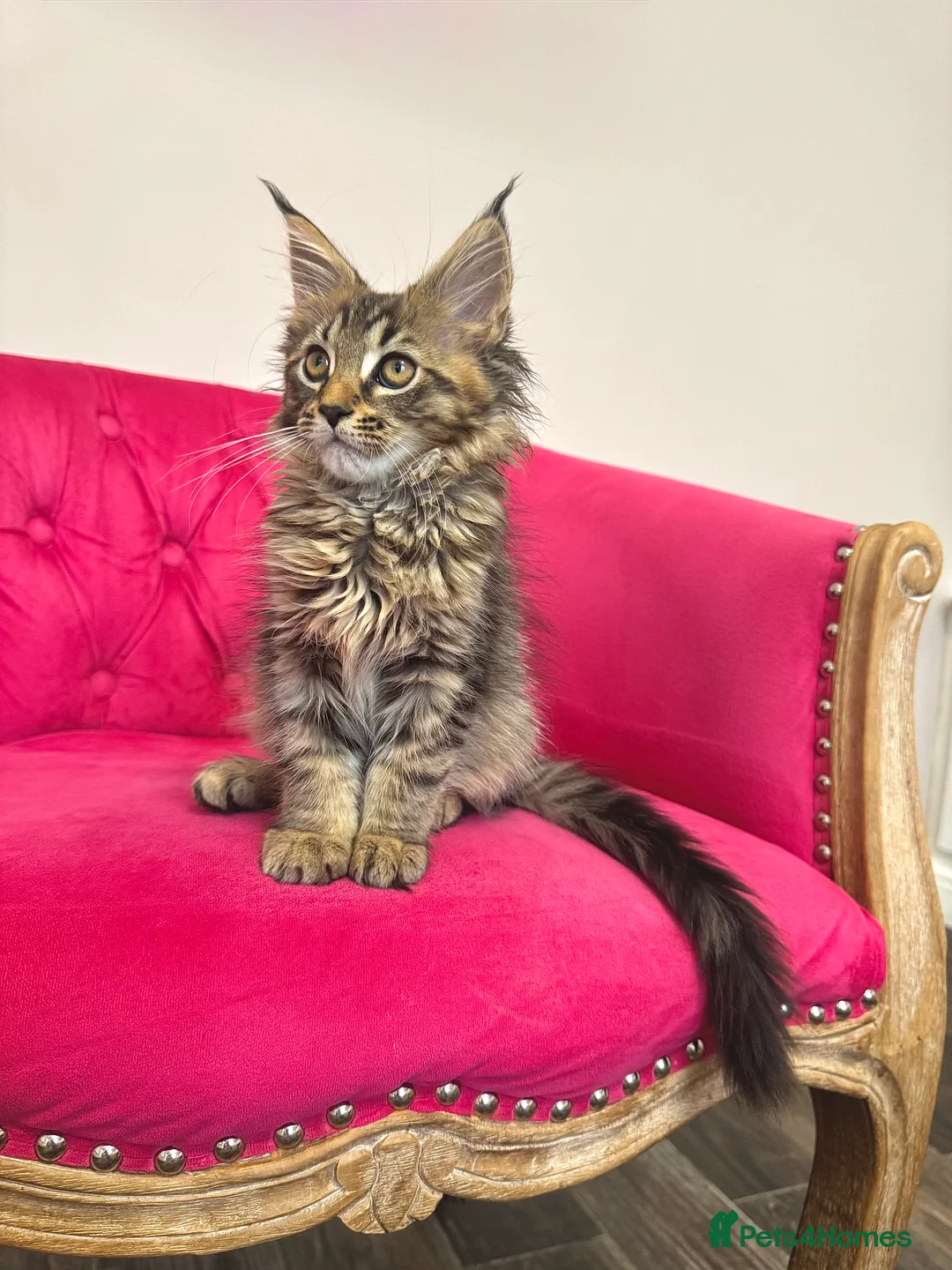Maine Coon cats for sale: MaineCoon Kittens 🏆20+Gen🧬 Outstadning Pedigree - Advert 11