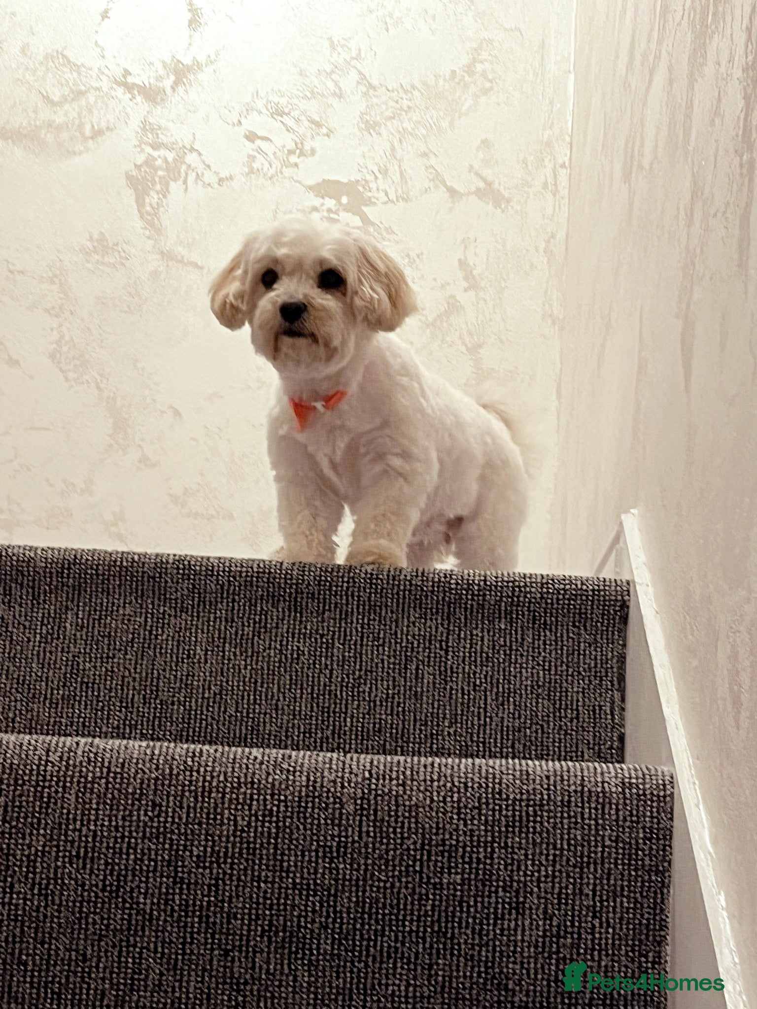 Bella