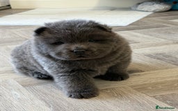 Chow Chow dogs for sale: Beautiful blue chow chow litter 💙 - Image 21