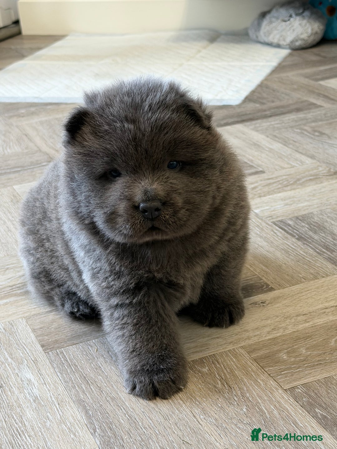 Chow Chow dogs for sale: Beautiful blue chow chow litter 💙 - Image 21
