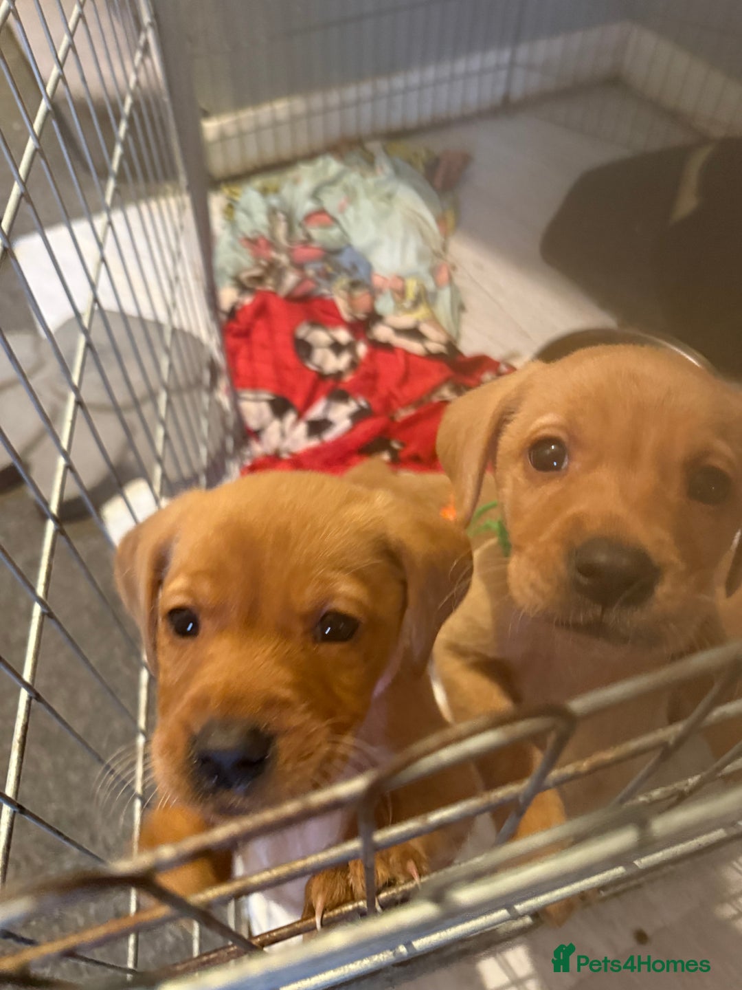 Labrador Retriever dogs for sale: 1 boy left! Fox red KC rEG Labradors working line  - Advert 7