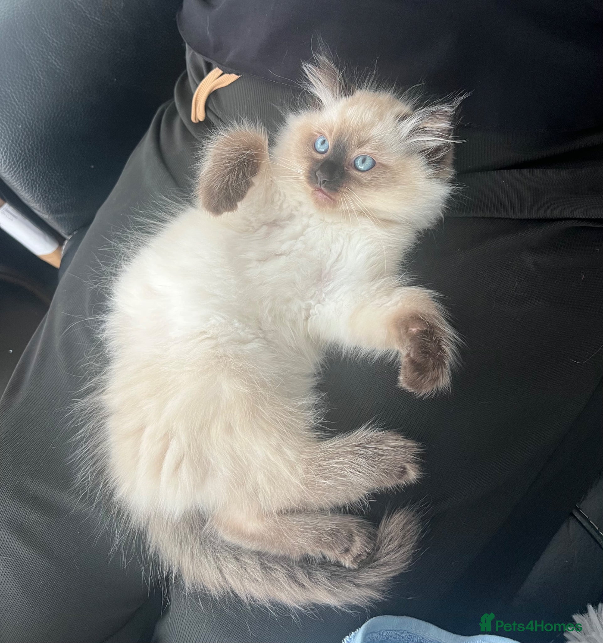 Ragdoll cats 3 baby boy pure Ragdolls 💙🩵 - Advert 16