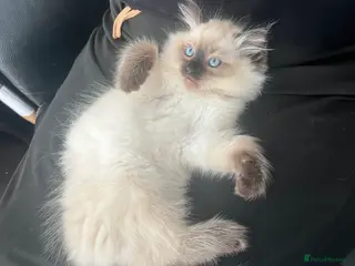 Ragdoll cats 3 baby boy pure Ragdolls 💙🩵 - Advert 16