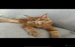 Maine Coon cats for sale: Maine Coon Cross Kittens  - Image 7