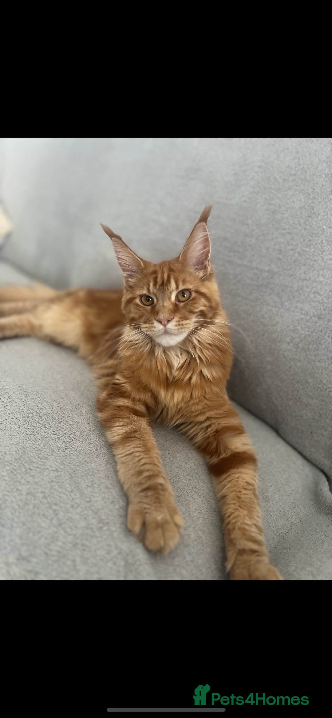 Maine Coon cats for sale: Maine Coon Cross Kittens  - Image 7