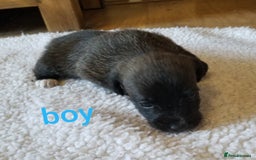 Jackapoo dogs for sale: Jackapoo puppies - Image 20