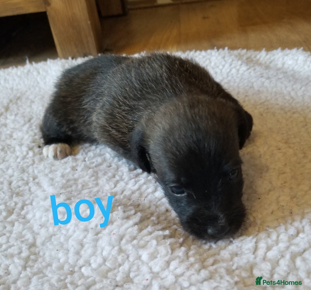 Jackapoo dogs for sale: Jackapoo puppies - Image 20