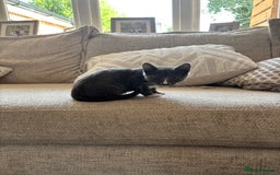Domestic Shorthair cats for sale: COLIN - Gorgeous little boy kitten  - Image 5