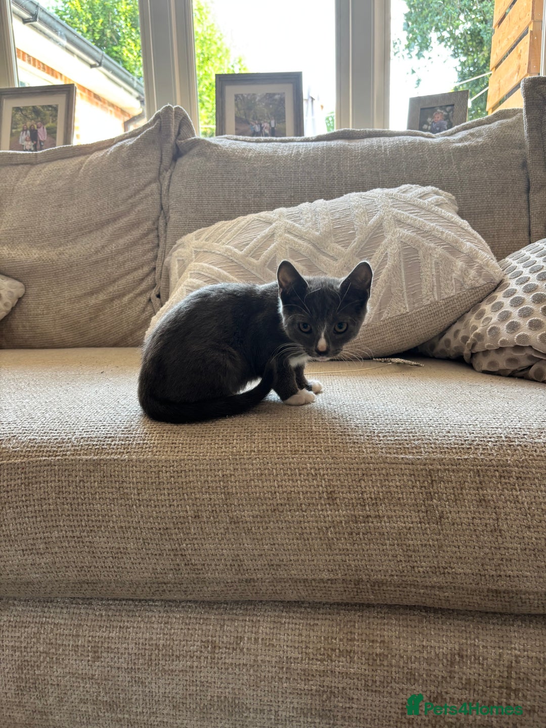 Domestic Shorthair cats for sale: COLIN - Gorgeous little boy kitten  - Image 5