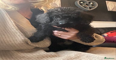 Doxiepoo dogs - Advert 4