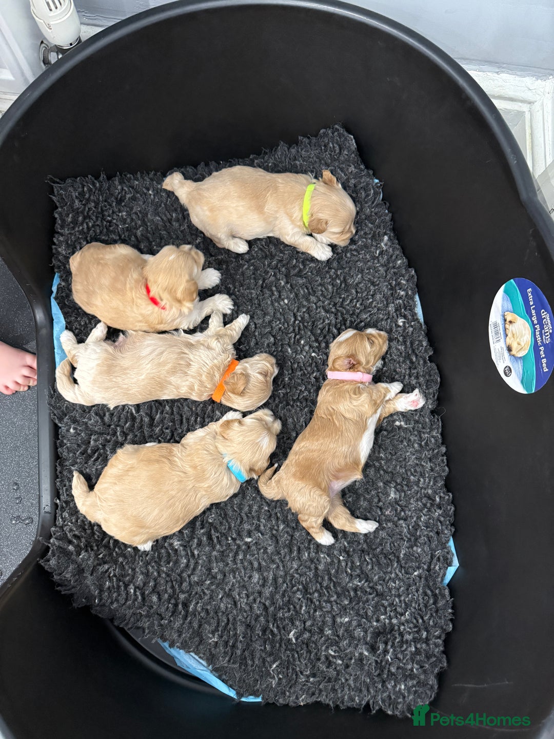 Maltipoo dogs for sale: Beautiful Male Maltipoo F1 Pups - Image 6