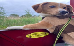 Mixed Breed dogs for sale: Small breed Father and son  - Advert 1