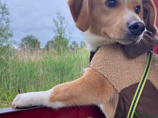 Mixed Breed dogs Small breed Father and son - Advert 4