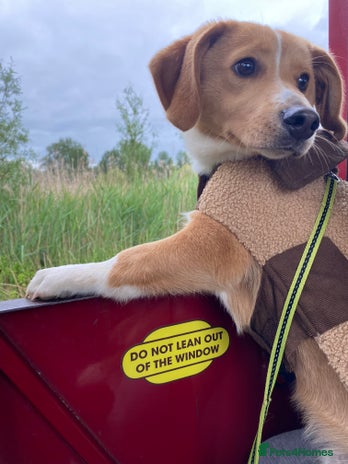 Mixed Breed dogs Small breed Father and son - Advert 2