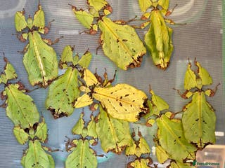 Stick Insects invertebrates Pulchriphyllium Giganteum leaf / stick insects - Advert 11