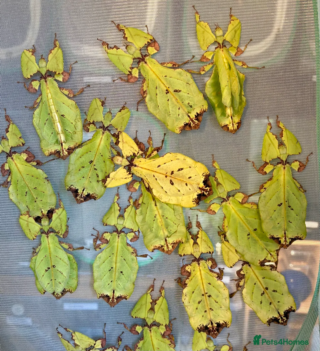 Stick Insects invertebrates for sale: Pulchriphyllium Giganteum leaf / stick insects - Advert 1