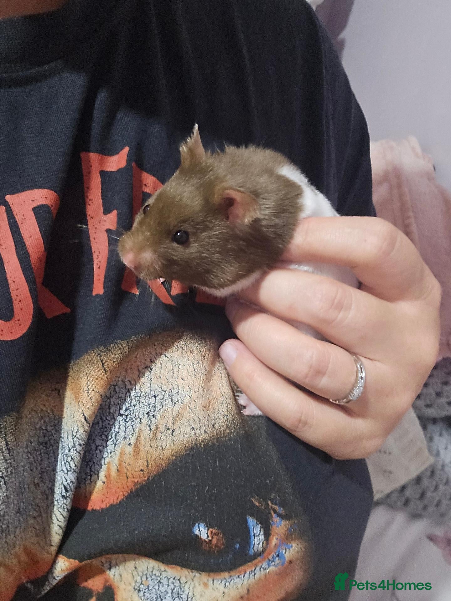 Hamster rodents Syrian Hamster - Advert 1