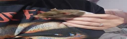 Hamster rodents for sale: Syrian Hamster in Sheerness - Advert 1