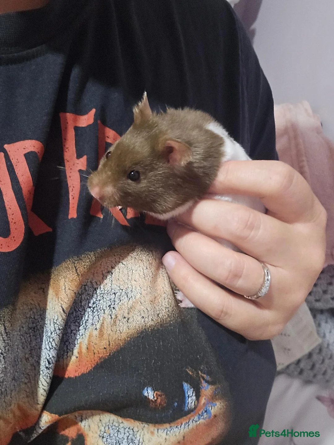 Hamster rodents for sale: Syrian Hamster in Sheerness - Advert 1