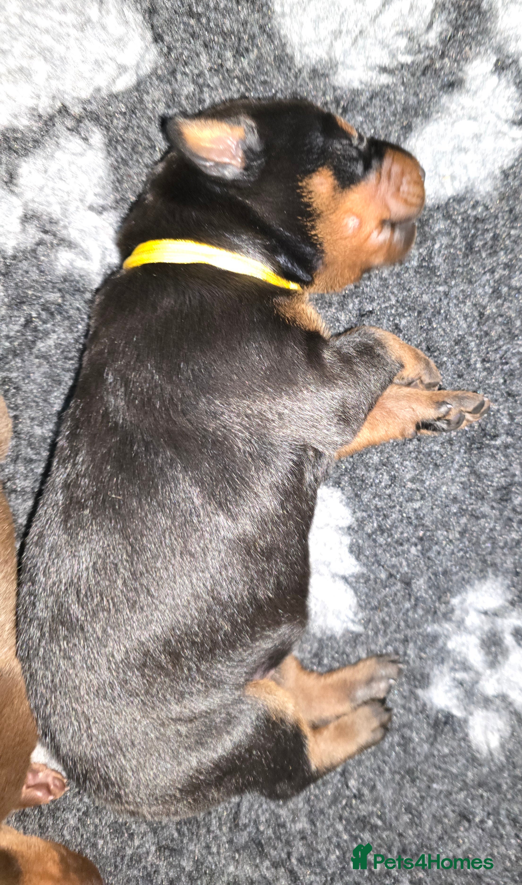 Dobermann dogs HEALTH TESTED, HOME REARED, STUNNING DOBERMAN PUPS - Advert 4