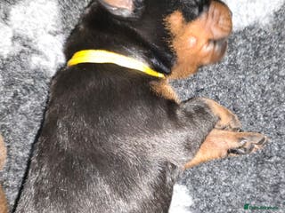 Dobermann dogs HEALTH TESTED, HOME REARED, STUNNING DOBERMAN PUPS - Advert 4