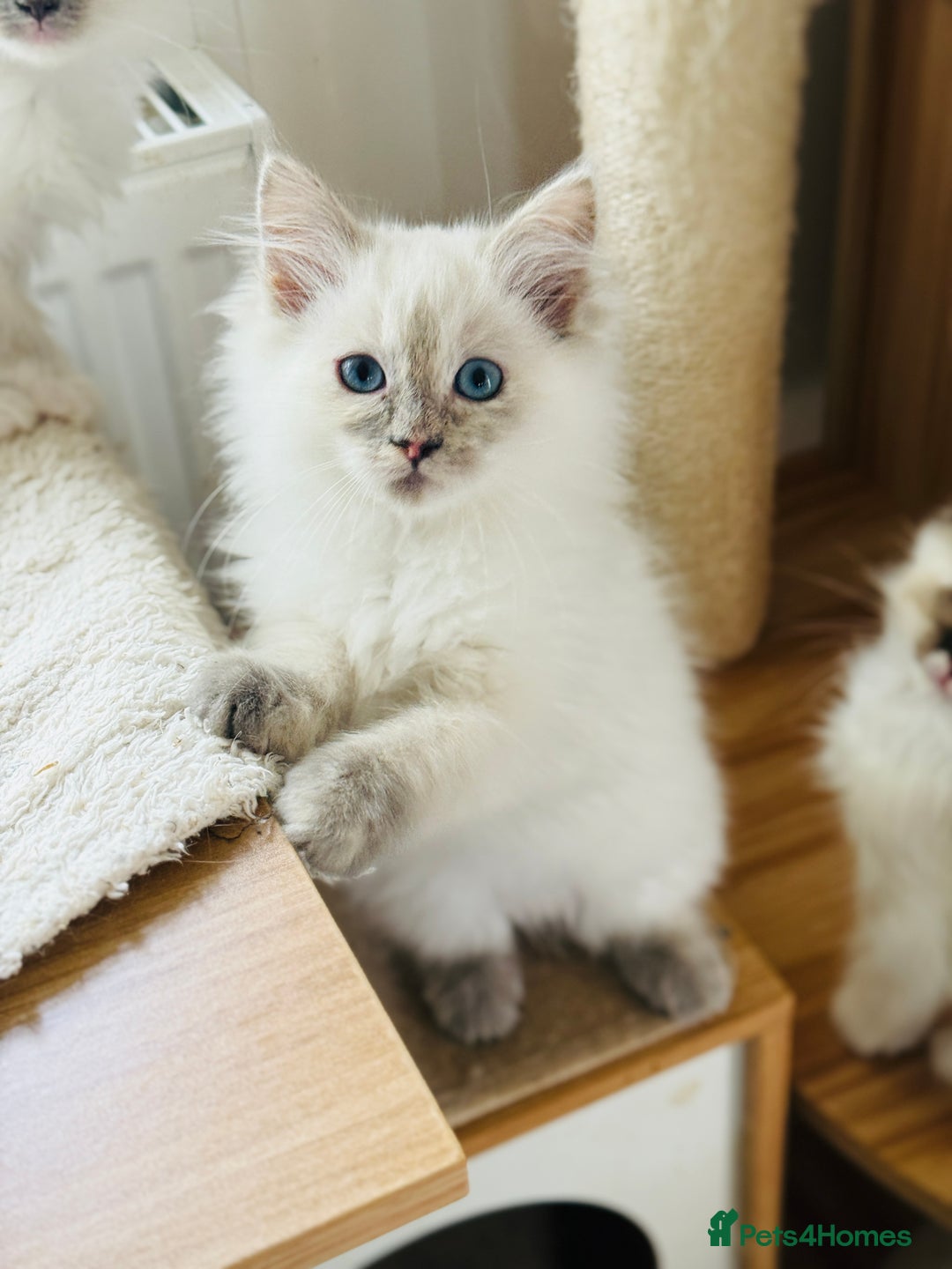 Ragdoll cats for sale: Gorgeous ragdoll kittens  - Image 8