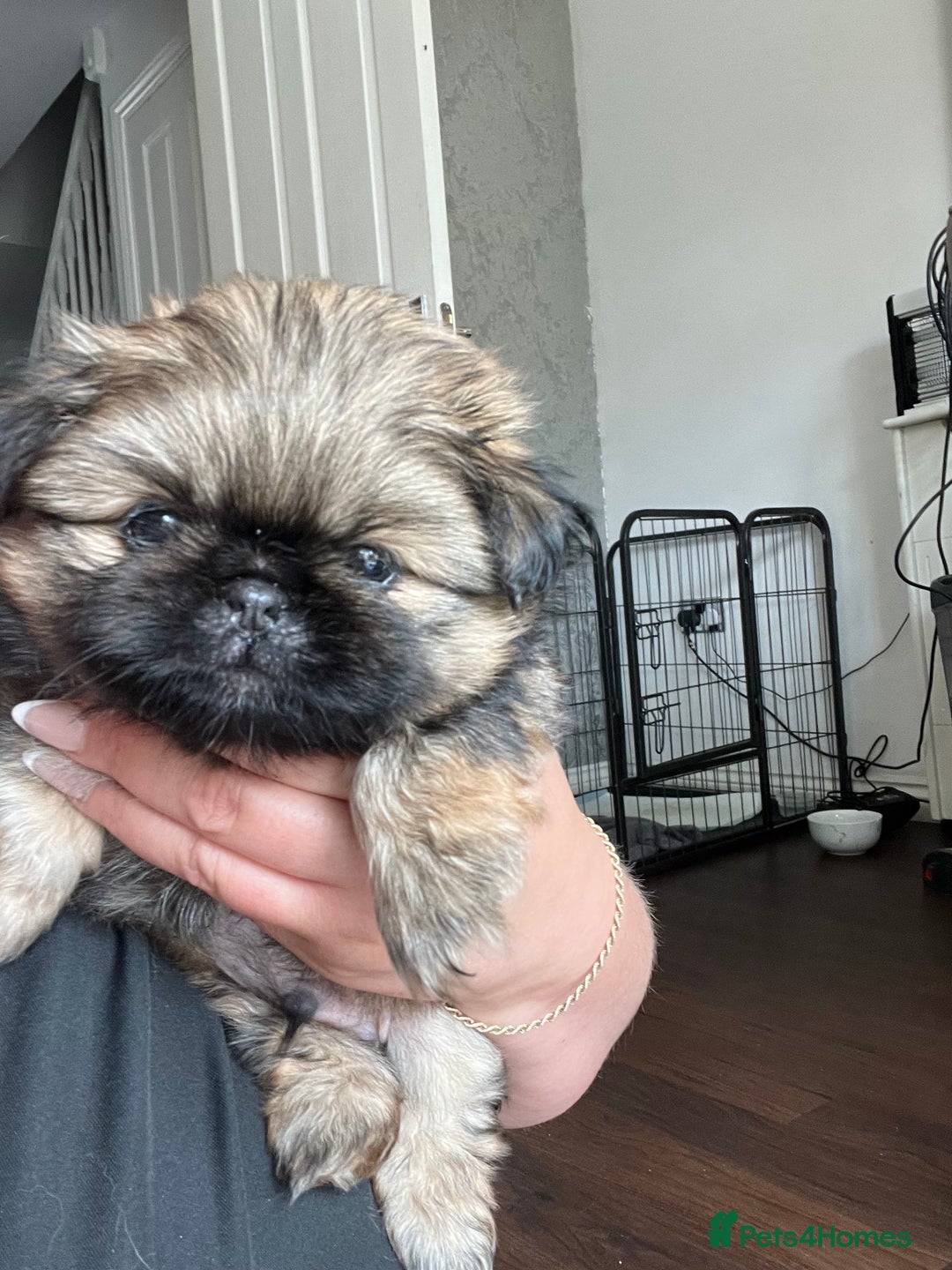 Mixed Breed dogs for sale: Pekingese / Pomeranian puppies for sale - REDUCED  in Leicester - Image 5