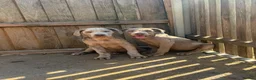 Cane Corso dogs for sale: Cane corso pups fully vaccinated  - Advert 6