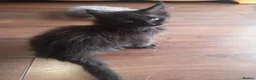 Maine Coon cats for sale: Maine Coon kittens - Advert 11