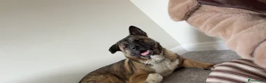 Akita 1