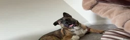 Akita dogs for sale: Maxi  in Pontypridd - Advert 2