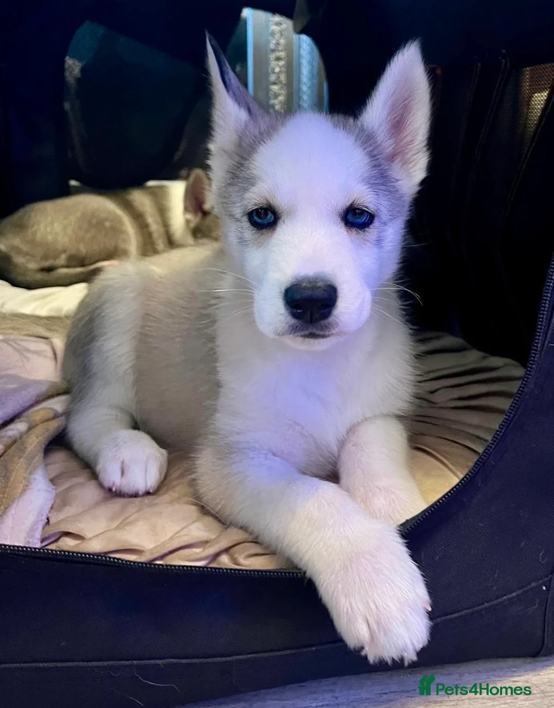 Siberian Husky dogs for sale: Pure Bred Blue Eyed Siberian Husky Puppies - Advert 2