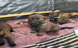 German Shepherd dogs for sale: German shepherd puppies  - Image 18