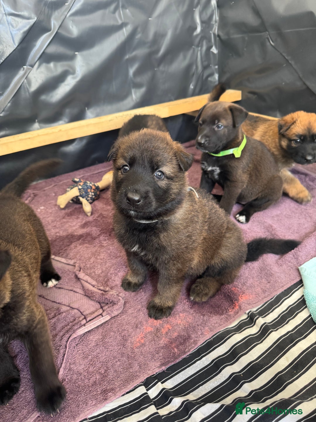 German Shepherd dogs for sale: German shepherd puppies  - Image 18