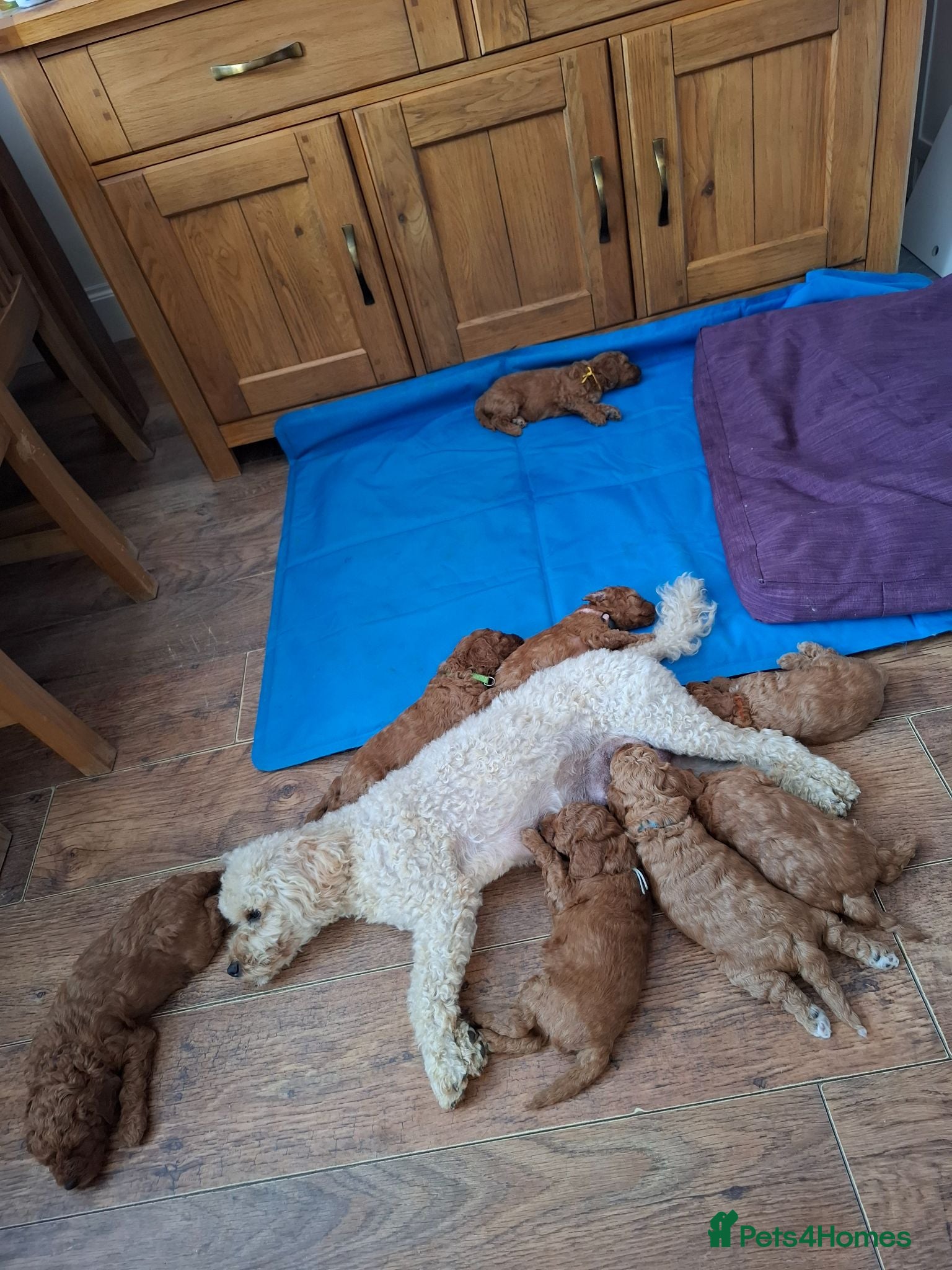 Cavapoo dogs Stunning F1B Cavapoo Pups - Deep Fox Red - Advert 2