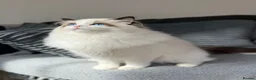 Ragdoll cats for sale: Dolly/baby face cuddling ragdoll boy - Advert 5