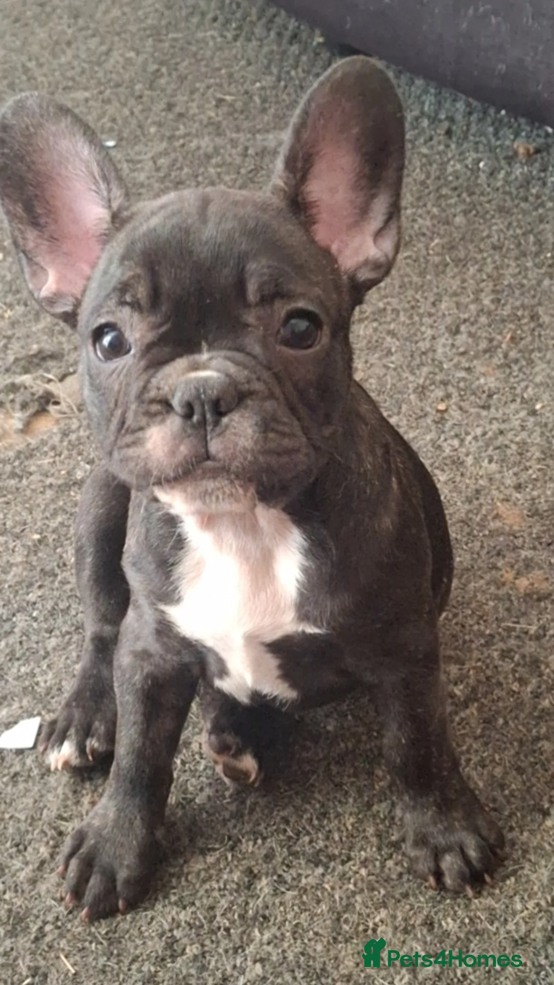French Bulldog dogs for sale: STUNNING FRENCH BULL DOG PUPS READY NOW - Advert 2