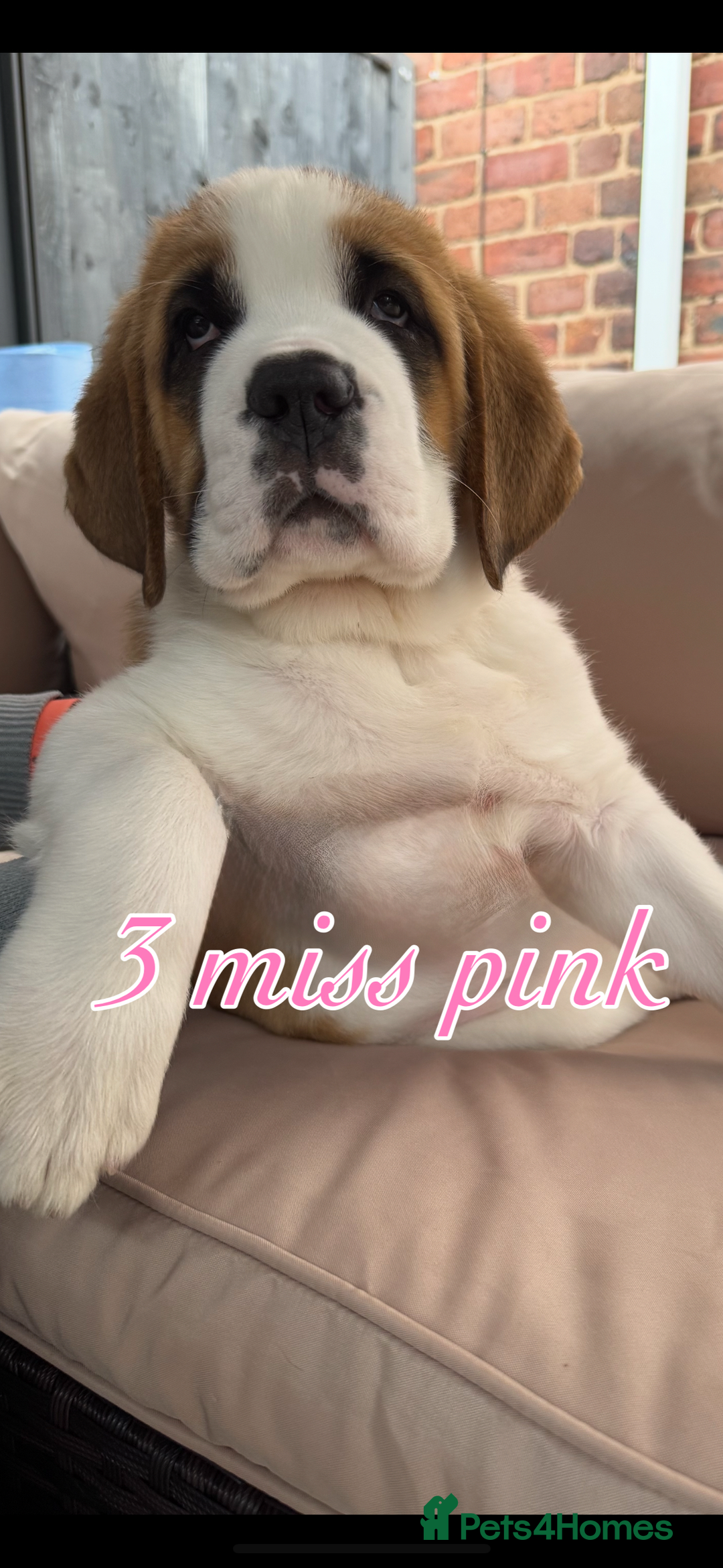 Saint Bernard dogs for sale: My bubba’s - Image 9