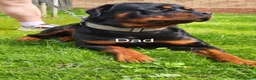 Rottweiler dogs for sale: ⭐️ KC registered Rottweiler puppies ⭐️ - Advert 10