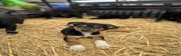 Mixed Breed dogs for sale: Beautiful Huntaway X Collie Pups in Brecon - Advert 14