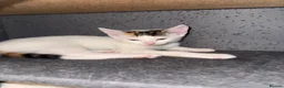 Mixed Breed cats for sale: Gorgeous Kittens Looking for Forever Homes 🐾 - Advert 6