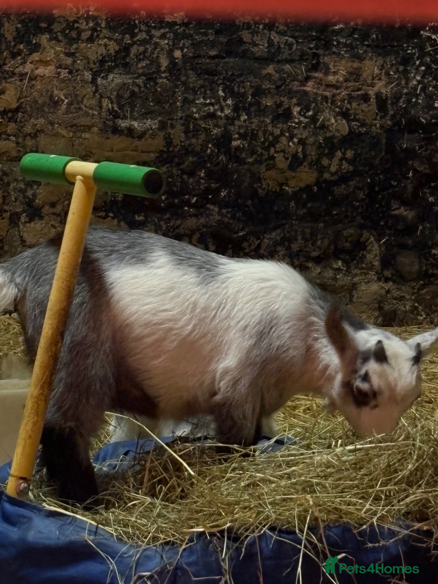 Goats livestock 2 Pygmy Goat Wethers - Advert 1
