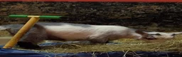 Goats livestock for sale: 2 Pygmy Goat Wethers - Advert 1
