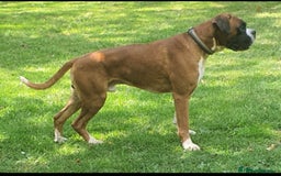 Boxer dogs for sale: ⭐️ HEALTH CHECKED KC REG ⭐️ - Image 6