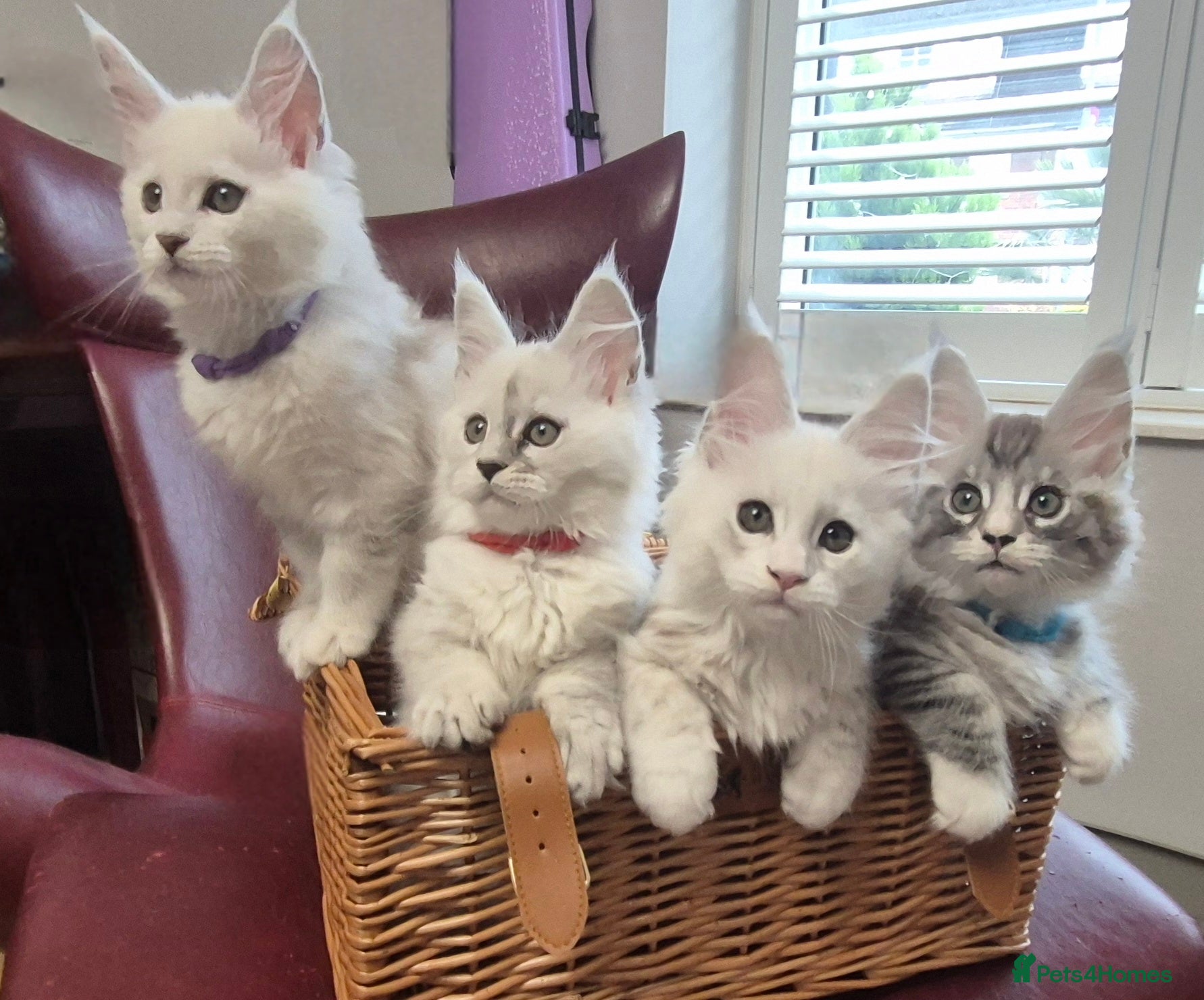 Maine Coon cats GCCF Pedigree Maine Coon Kittens Rare Shaded - Advert 12