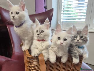 Maine Coon cats GCCF Pedigree Maine Coon Kittens Rare Shaded - Advert 12