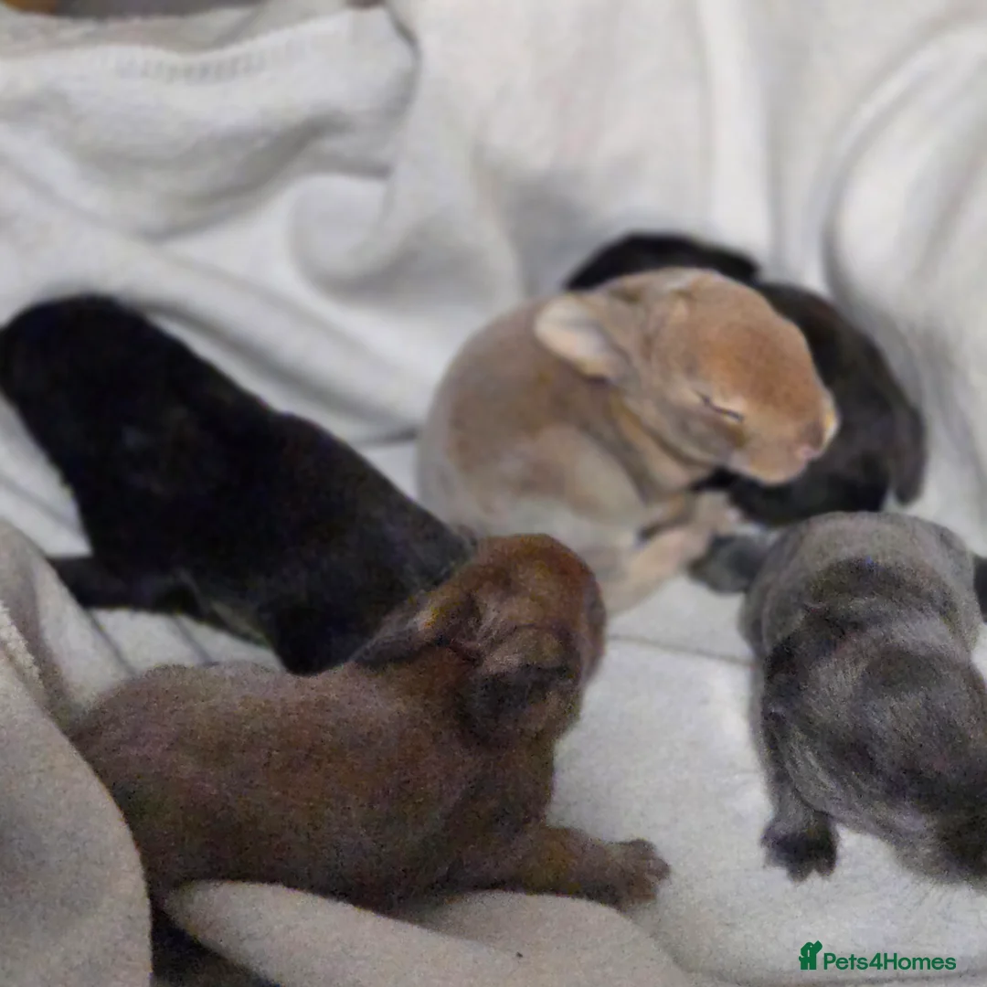 Mixed Breed rabbits for sale: Mixed breed bunnies in Gillingham - Advert 2