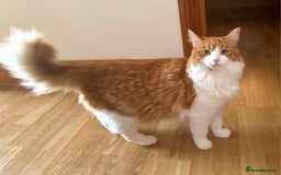 Maine Coon cats for sale: Maine coon mix ragdoll female - Image 2