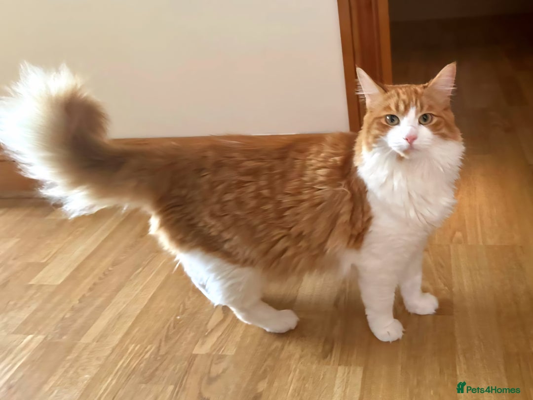 Maine Coon cats for sale: Maine coon mix ragdoll female - Image 2